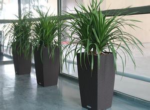 �����̻�ֲ������